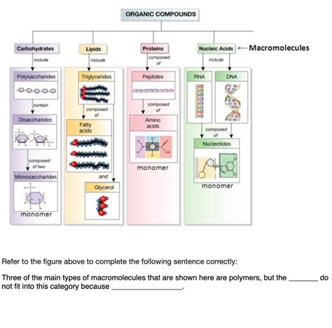 Structure Of Carbohydrates Lipids Proteins And Nucleic Acids