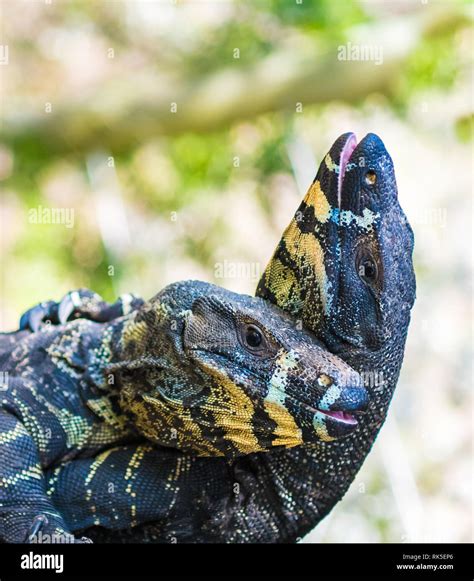 Two Lace Goannas Australian Monitor Lizards Fighting Ferociously The