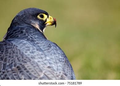 Peregrine Falcon Stoop: Over 121 Royalty-Free Licensable Stock Photos | Shutterstock