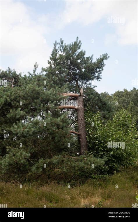 Broken Pine Tree Pinus Sylvestris Stock Photo Alamy