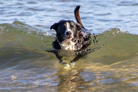 Dog Swim Beach - Free photo on Pixabay