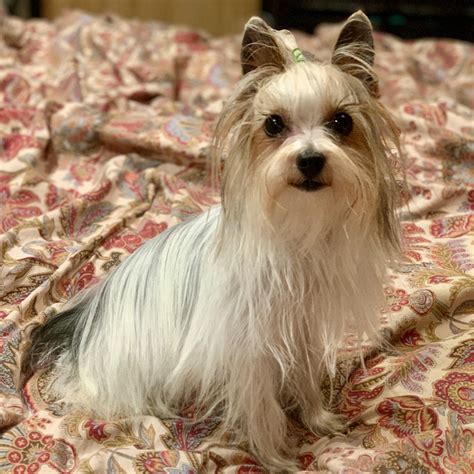 Yorkies For Sale – The Decadent Dogs – AKC Yorkies, APRI Yorkies and