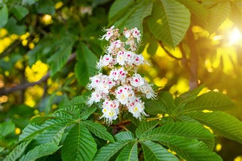 AESCULUS hippocastanum Pépinières Ripoche Nantes Divatte sur Loire