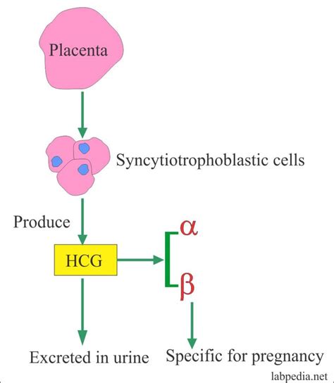 Pregnancy Part Beta Hcg Level Hcg Human Chorionic Gonadotropin