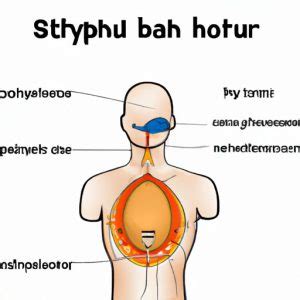 How Does the Diaphragm Work? Exploring Anatomy and Function - The Enlightened Mindset