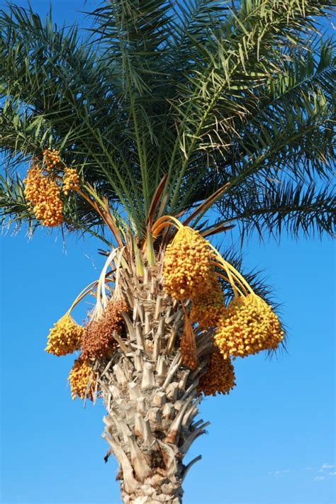 Palm Trees In Antalya Stock Image Image Of Antalya 237231149