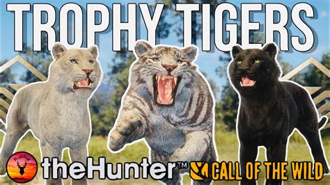 5 RARE TIGERS Sundarpatan Tiger Grind Hypifed TheHunter Call Of