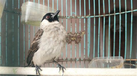 Burung Kutilang Gacor Masteran Paling Seringdi Cari Kicau Mania YouTube