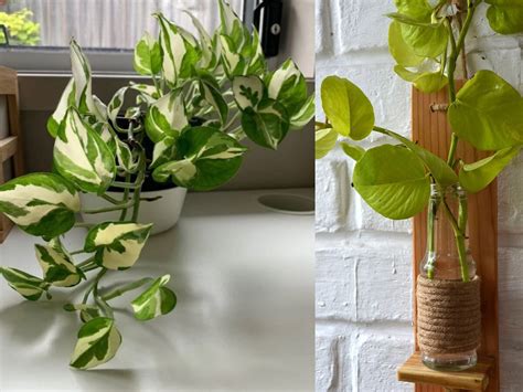 Money Plant And Vastu Tips What Is The Right Direction To Keep Money Plant At Your Home Else