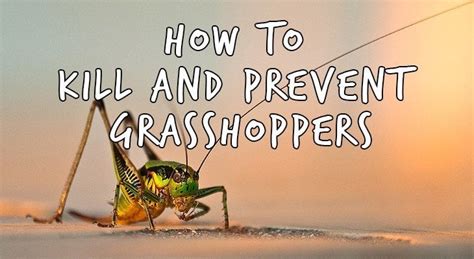 How To Get Rid Of Grasshoppers In The Garden