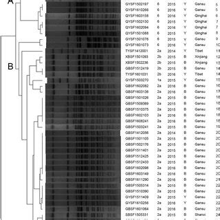 Minimum Spanning Tree Of The S Flexneri Isolates From Calves With