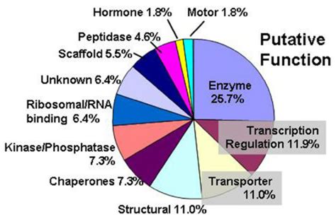 Functional Analysis Of The Proteomic Content Of Exosomes Microvesicles