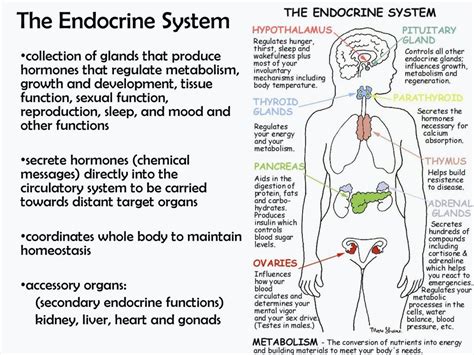 Endocrine System Diagram - exatin.info