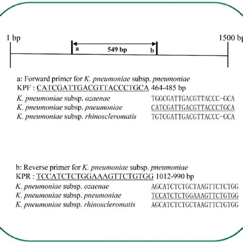 Species Specific Primers For 16s Rrna Gene Of K Pneumoniae Subsp