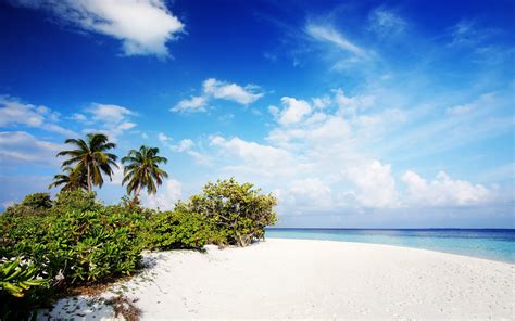 Wallpaper Sunlight Sea Bay Shore Sand Sky Beach Coast Palm