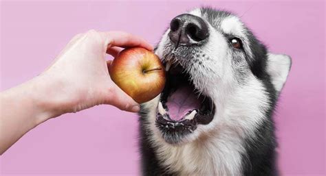 Can dogs eat Apple? can apples upset a dog’s stomach? - Petsynse