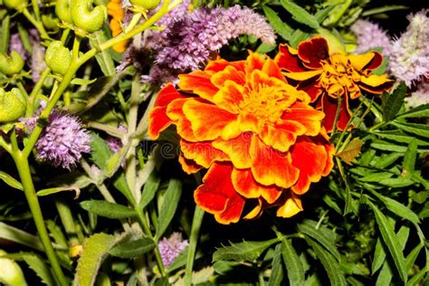 Background of Orange Marigolds.the Flowers are Marigolds Stock Image ...