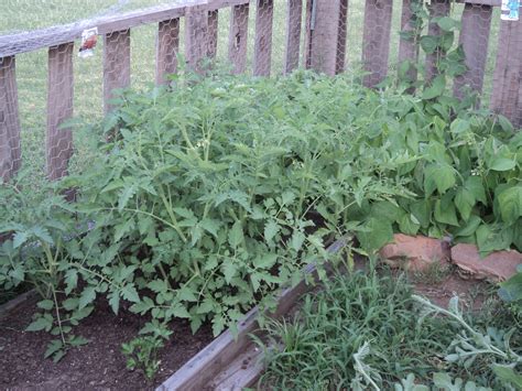 my tomato plants | Garden beds, Plants, Garden