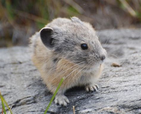 15 best images about Yosemite Wildlife on Pinterest | Who goes there, Animals and L'wren scott