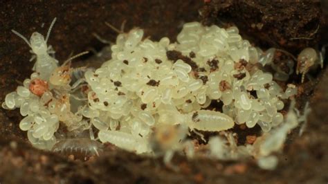 What Do Termite Larvae Look Like? | Identification and Control Guide ...