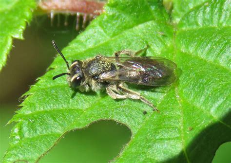 Andrena Saundersella Female Ryton Wood Warwickshire Flickr