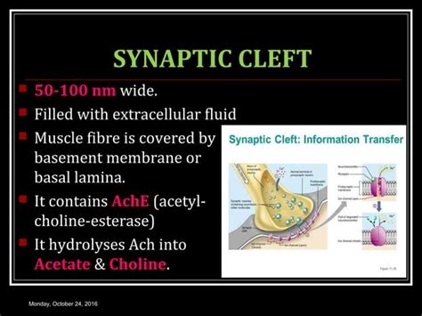 Neuromuscular Junction Ppt