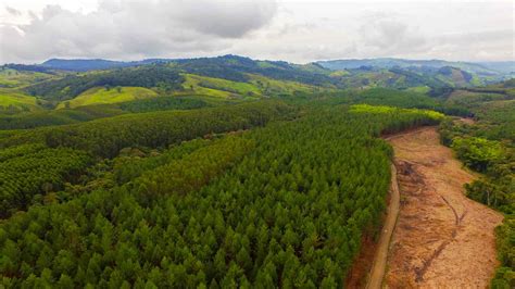 Los Desafíos De La Industria De La Madera Maderera Andina