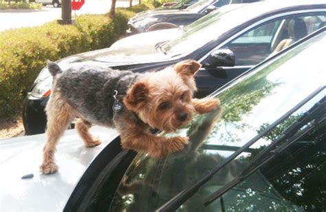 Miniature Yorkshire Terrier: Crazy Dog Tricks