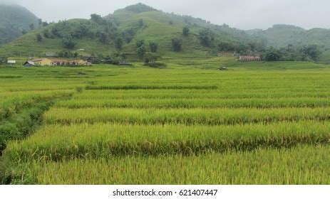 Sapa Rice Fields Vietnam Stock Photo 621407447 | Shutterstock