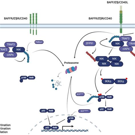 The non-canonical NFκB signalling pathway and the role of... | Download ... 