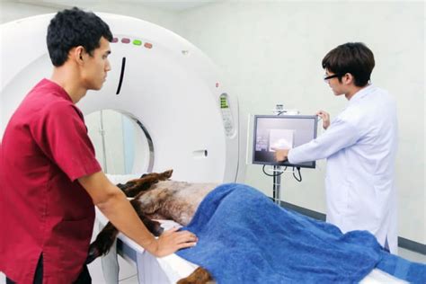 Pet Ct Scans For Pets Englewood Vet