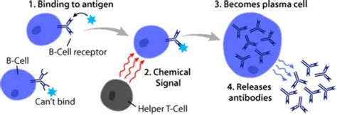 Name Two Functions Of B Cells