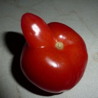 Tomaten Ernten Technik Und Der Richtige Zeitpunkt