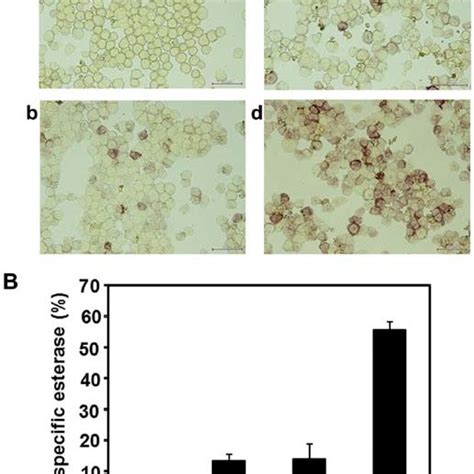 Induction Of Non Specific Esterase In Hl 60 Cells By The Treatment With