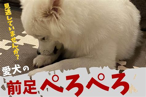 犬が前足なめる！寝る前のなめる行為に意味はある？やめさせるべき？