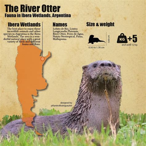 lobito de rio  river otrer ilustraciones de animales rio jose