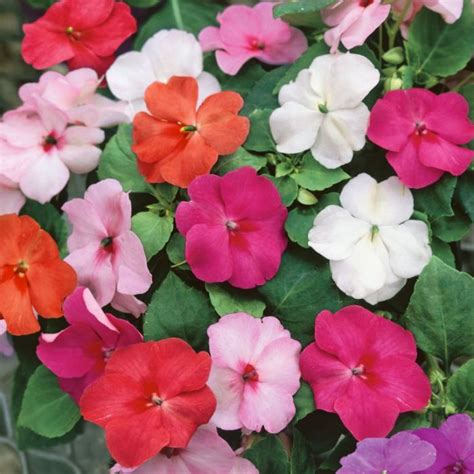 Impatiens Hanging Basket | Flower Power