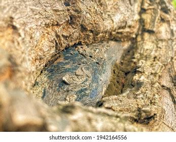 Wood Cambium Outermost Layer Tree Stock Photo 1942164556 | Shutterstock