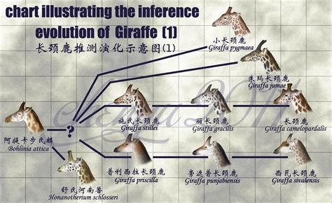 inference evolution of Giraffe | Prehistoric animals, Giraffe ...