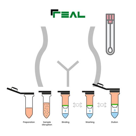 Real Microbiome Vaginal Dna Kit Real Laboratory