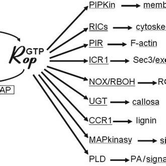 Pdf Rop Rho Related Protein From Plants Gtpases For Spatial Control