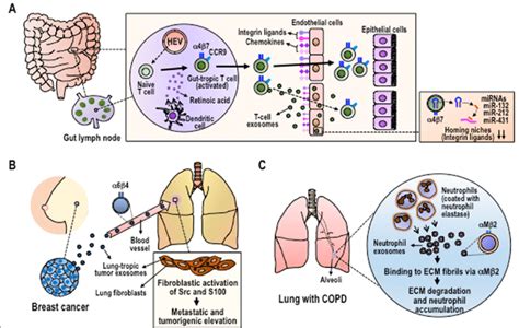 Integrin Targeted Exosome Trafficking To Vascular Endothelial Cells And