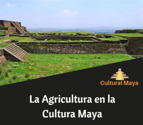 Agricultura en la Cultura Maya Técnicas de Cultivo y Resumen