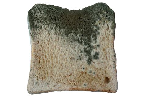 Moldy Piece Of Bread