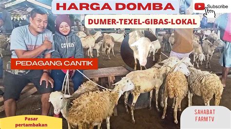 CANTIKSI CANTIK JADI PENJUAL DOMBA HARGA DOMBA HARI INI STABIL PASAR