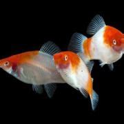 Livebearers Swordtails Archives Arizona Aquatic Gardens