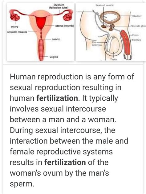 Reproduction In Human Beings