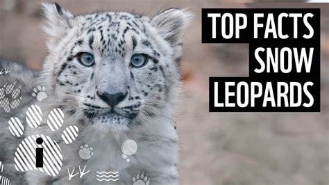 Snow Leopard Facts What Do They Eat - Infoupdate.org