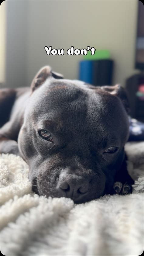 When everyone needs to hear this.. Life’s better with a Staffy—follow