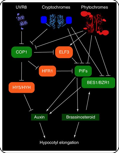 Schematic Representation Of Photothermal Signalling Pathways